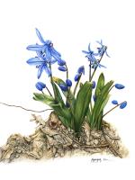 Scilla siberica Haw.